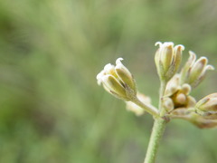 Cordylogyne globosa