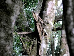 Ptiloris paradiseus