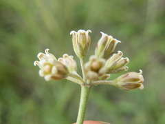 Cordylogyne globosa