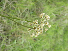 Cordylogyne globosa