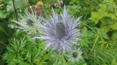 Eryngium alpinum