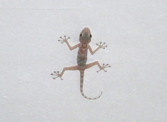 Ptyodactylus hasselquistii