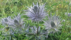 Eryngium alpinum