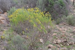 Senecio chrysocoma