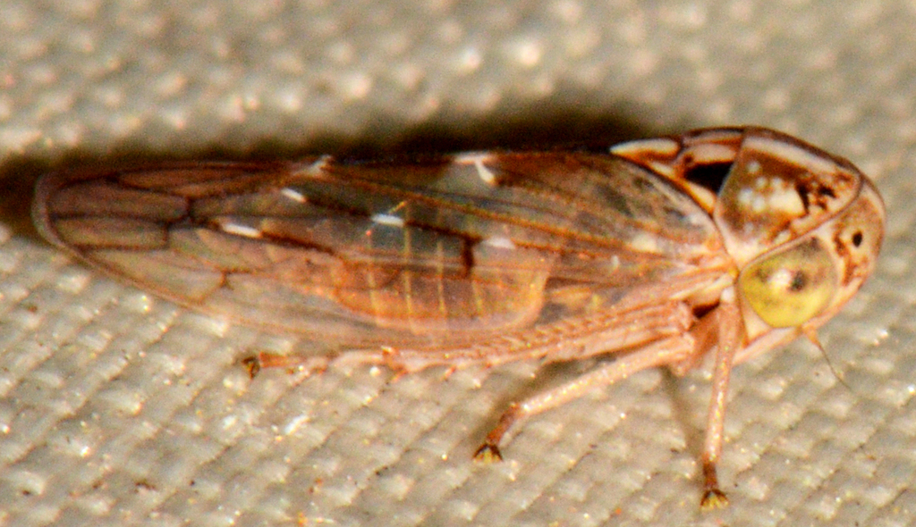 Idiocerus albolinea