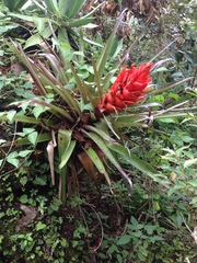 Tillandsia ponderosa