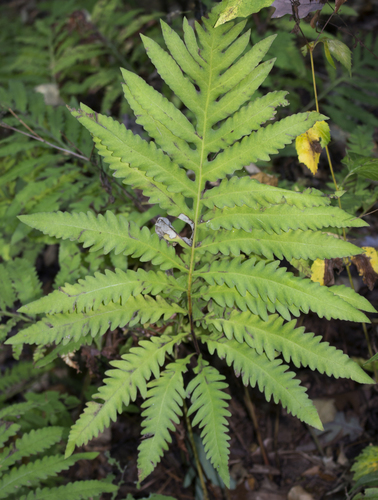 Onoclea sensibilis