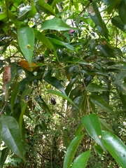 Myrtaceae