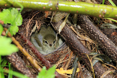 Phylloscopus examinandus