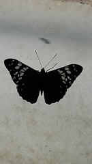 Hamadryas fornax