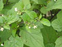 Solanum nigrum