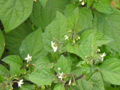 Solanum nigrum