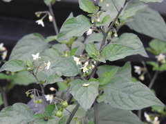 Solanum nigrum
