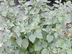 Solanum nigrum