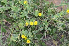 Rafnia elliptica