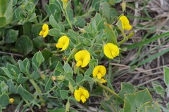 Rafnia elliptica
