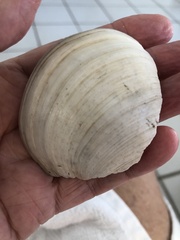 Pegophysema schrammi