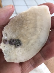 Pegophysema schrammi