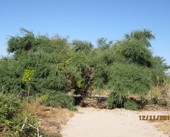 Prosopis articulata