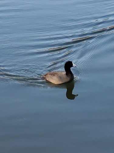 American Coot photographed in Alabama