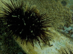 Pisidia