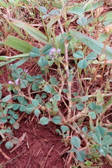 Trifolium baccarinii