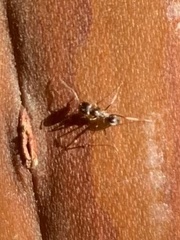Dorymyrmex insanus