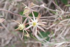 Knowltonia vesicatoria