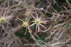Knowltonia vesicatoria