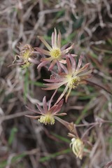 Knowltonia vesicatoria