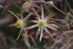 Knowltonia vesicatoria