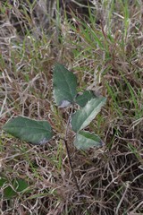 Knowltonia vesicatoria