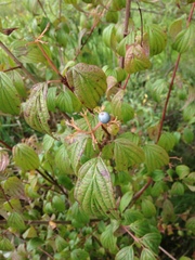 Cornus excelsa