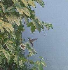 Anthracothorax dominicus