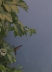 Anthracothorax dominicus