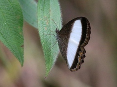 Oressinoma typhla typhla