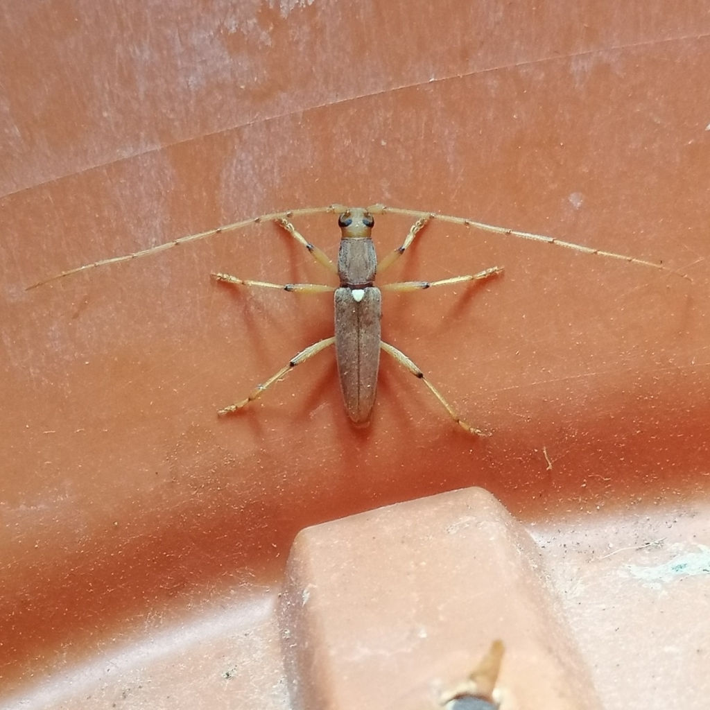 Achryson immaculipenne