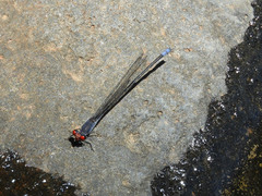 Pseudagrion sublacteum