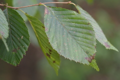 Carpinus tschonoskii