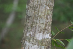 Carpinus tschonoskii