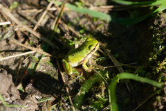 Hyla intermedia perrini