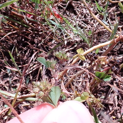 Trifolium baccarinii