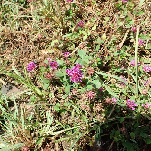 Trifolium mattirolianum