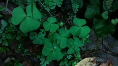 Oxalis