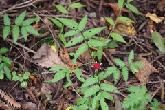 Rubus illecebrosus