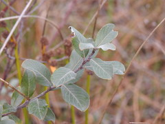 Salix repens argentea