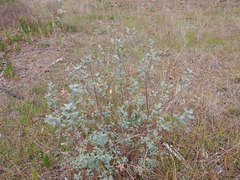Salix repens argentea