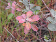 Salix repens argentea