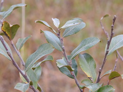 Salix repens argentea
