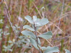 Salix repens argentea